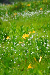 ワタスゲとニッコウキスゲの花畑