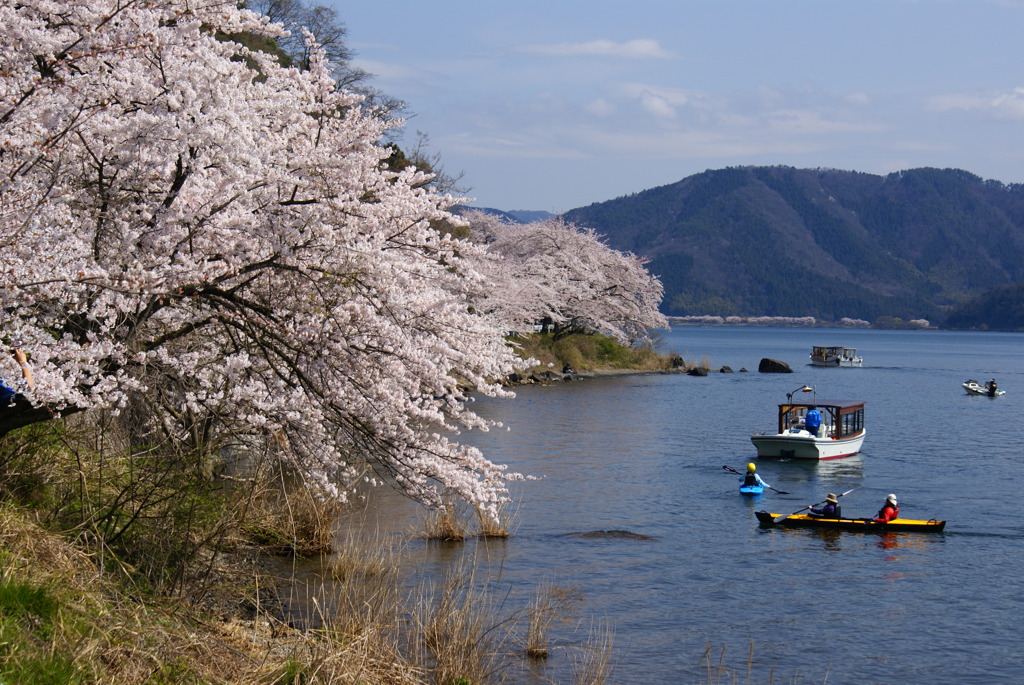 色々な花見