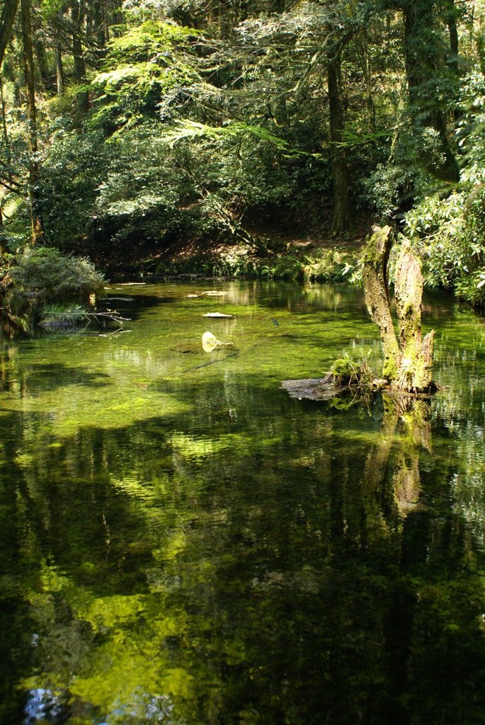 阿蘇　池山湧水