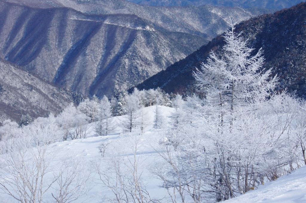 樹氷