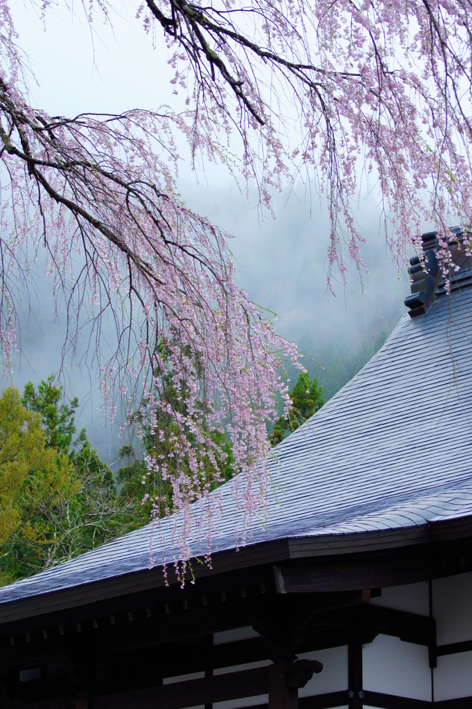 春の雨に打たれて