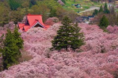 桜てんこ盛り