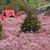 桜てんこ盛り