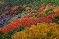 乗鞍岳 紅葉4