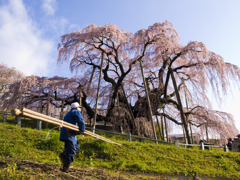 今さら滝桜5