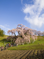 今さら滝桜3