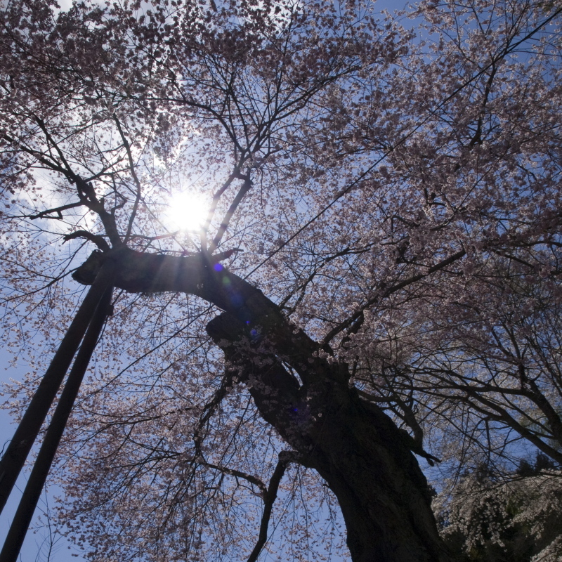 高田桜@石川町