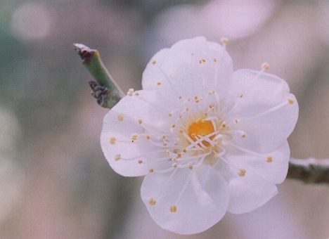 ume4