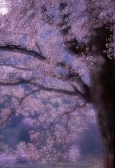 淡