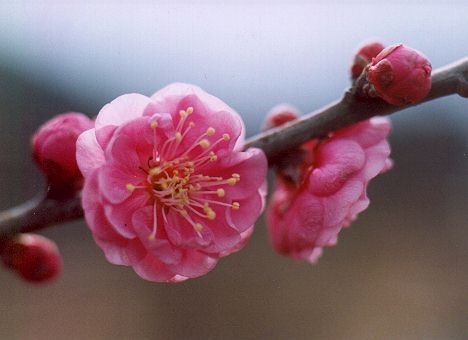 ume5