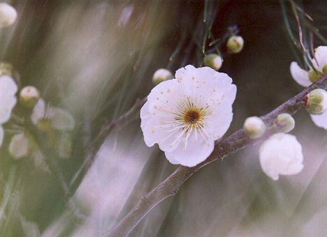 ume7