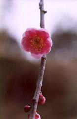 ume1