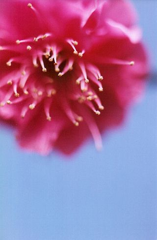ume3
