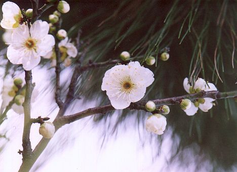 ume6