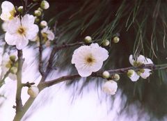 ume6