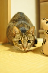 何を狙ってるのかな？