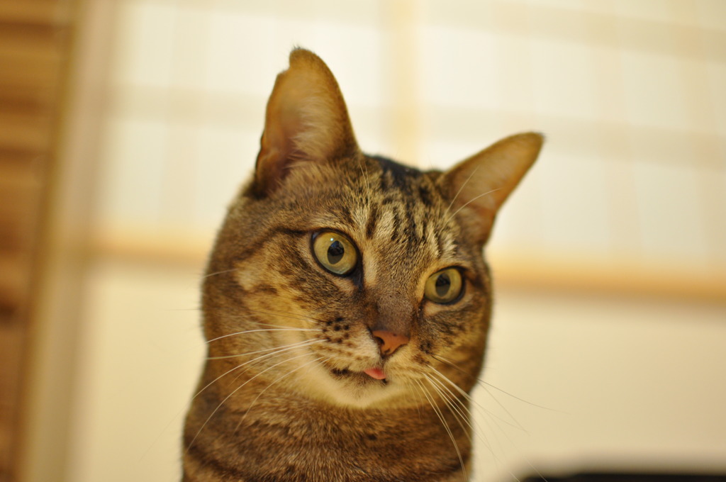 もしもし舌が・・・