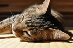 陽だまりの中で