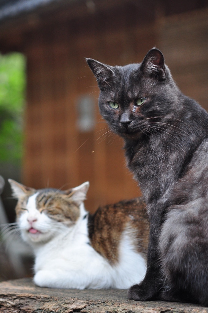 勝手に撮るな！