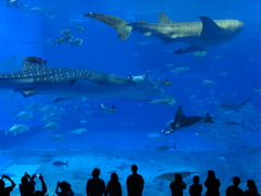 すいすい水族館