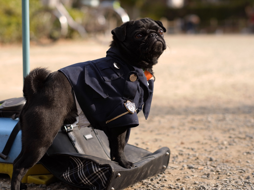 犬のおまわりさん