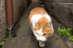 下町の路地の主