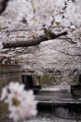 目黒川の桜