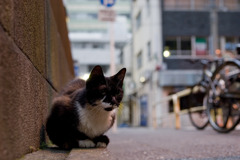 お茶の水の猫