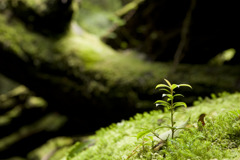 屋久島で見た輪廻