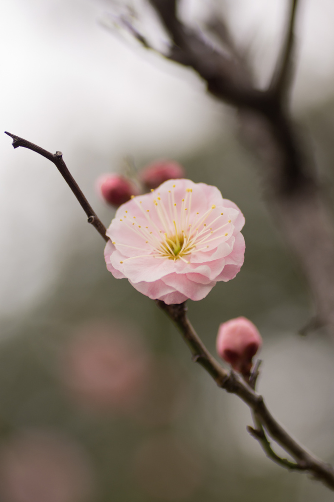 春の足音