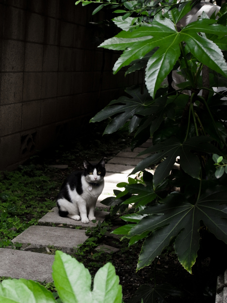 観察