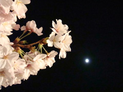 月と桜