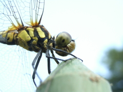 R0012996