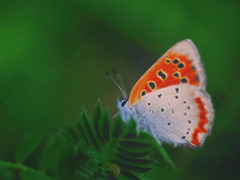 tefutefu