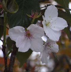 御室桜
