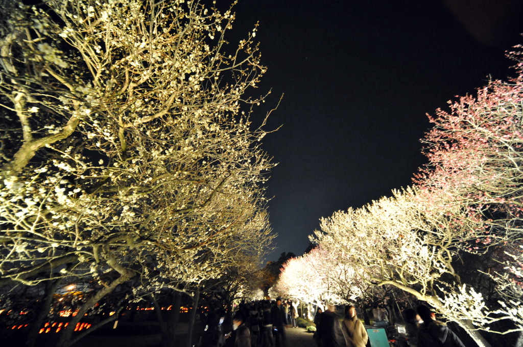 夜梅祭（メインストリート）