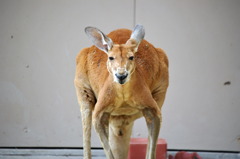 好戦的なカンガルーその１