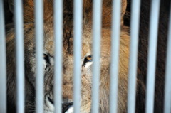 Eye of the Lion