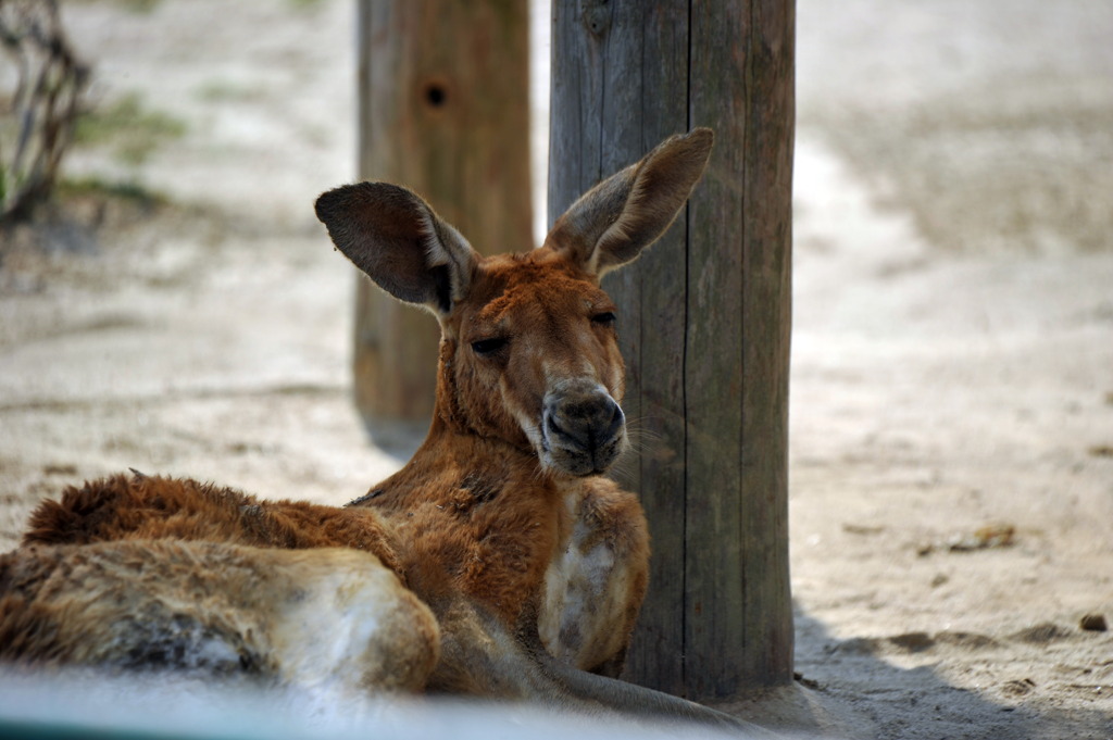 疲れきったカンガルー