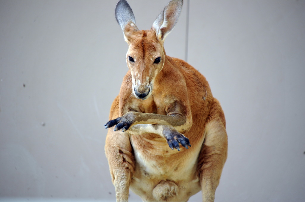 好戦的なカンガルーその２