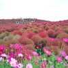 紅の丘（１０月バージョン）