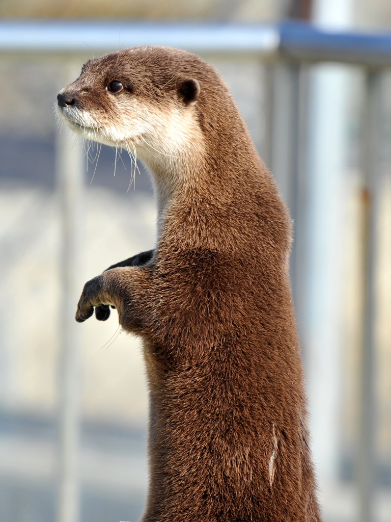 カワウソ立ちポーズ