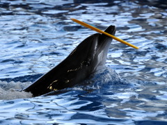 キュッキュッ、水中天使の輪