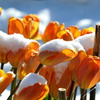 雪中花