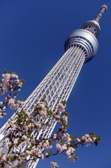 桜とスカイツリー