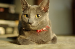 ナナ