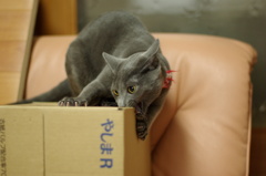 ナナ
