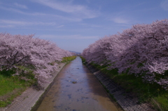桜１