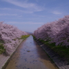 桜１