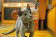 うちのナナ